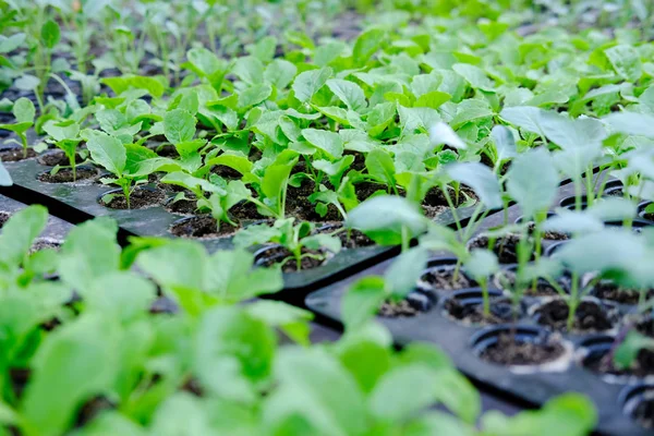 marul fide yetiştirme tepsi içinde büyüyen. sebze ekimi