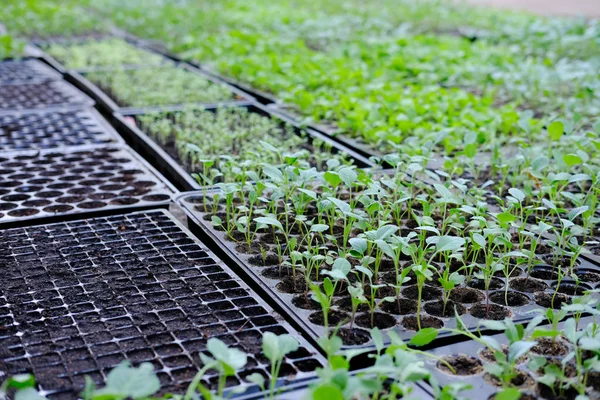 marul fide yetiştirme tepsi içinde büyüyen. sebze ekimi