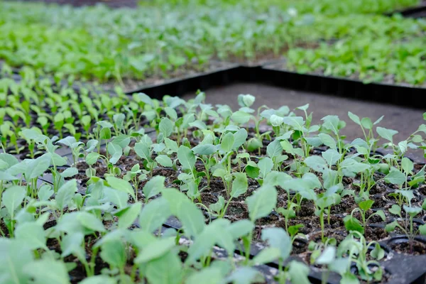 fide yetiştirme tepsi içinde büyüyen. sebze ekimi