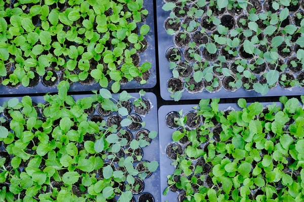 Semis Laitue Poussant Dans Plateau Culture Plantation Légumes — Photo