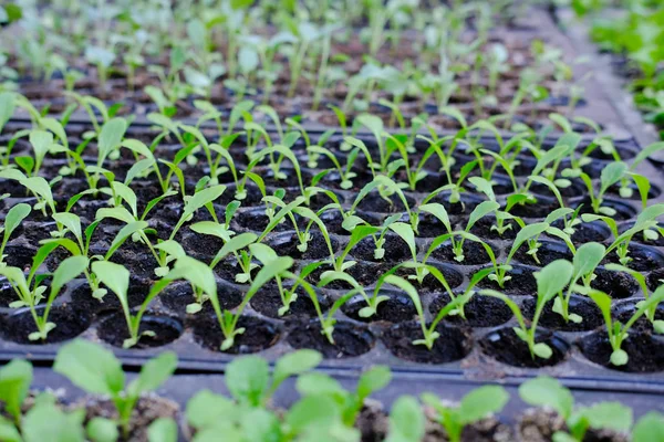 marul fide yetiştirme tepsi içinde büyüyen. sebze ekimi