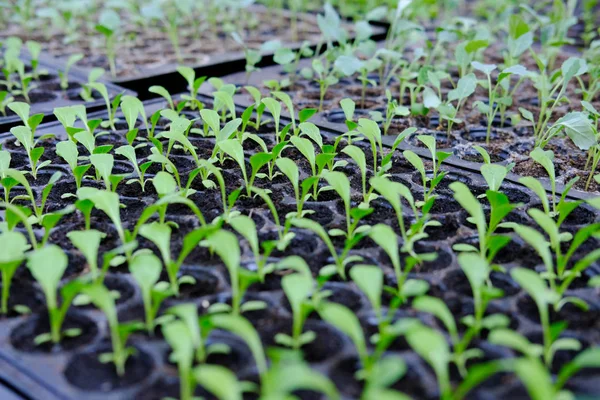 Mudas Alface Crescendo Bandeja Cultivo Plantação Vegetal — Fotografia de Stock