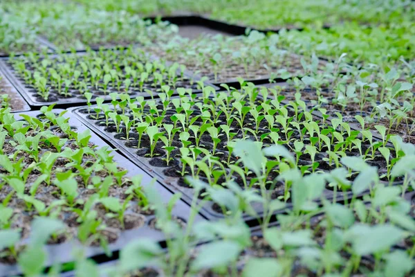 Mudas Alface Crescendo Bandeja Cultivo Plantação Vegetal — Fotografia de Stock