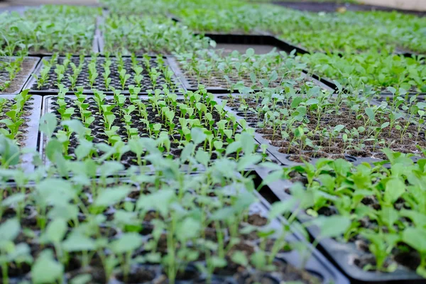 marul fide yetiştirme tepsi içinde büyüyen. sebze ekimi