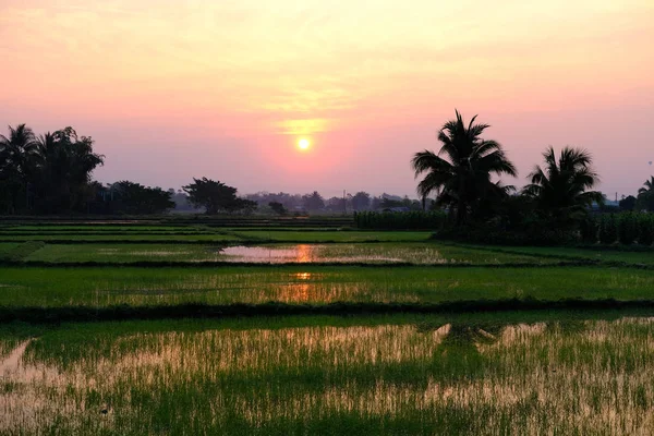 Sunrise Sunset Paddy Solen Med Risfält Gryningen — Stockfoto