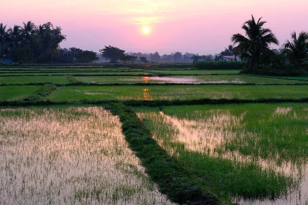 Sunrise Sunset Paddy Solen Med Risfält Gryningen — Stockfoto