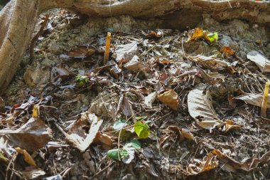 ağaç i. arı kovanı. doğada böcek yuva