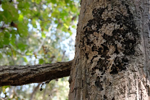 Mrówka Owad Zwierzę Gniazdo Drzewo Lesie — Zdjęcie stockowe