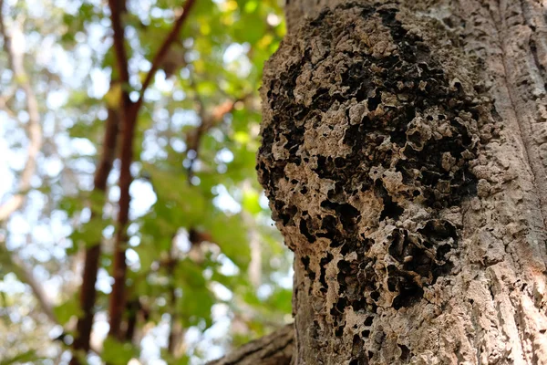Mrówka Owad Zwierzę Gniazdo Drzewo Lesie — Zdjęcie stockowe