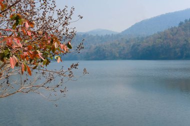 Lake Forest'ta dağ manzaralı görünüm manzara yaz