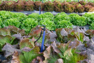 grupta büyüyen marul bitki. Bitkisel plantasyon bahçe içinde