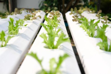 marul sebze Hydroponic grupta tarımı