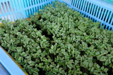 fide yetiştirme tepsi içinde büyüyen bitki