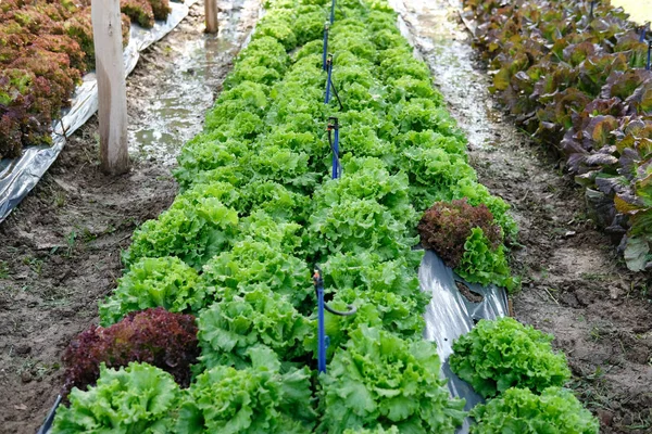 Usine de laitue cultivant dans la ferme. plantation végétalisable dans le jardin — Photo