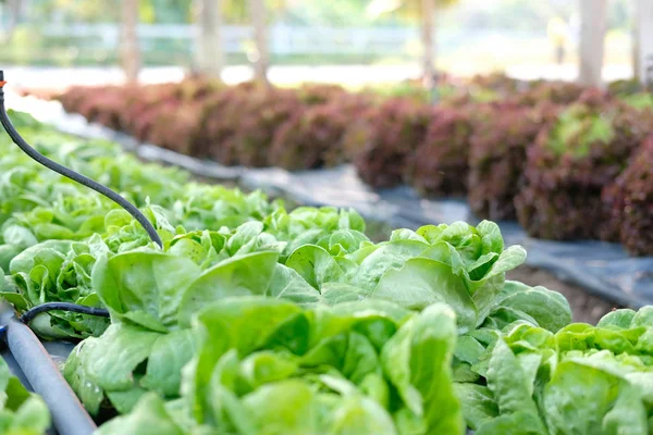 Planta de alface crescendo na fazenda. plantação vegatable no jardim — Fotografia de Stock