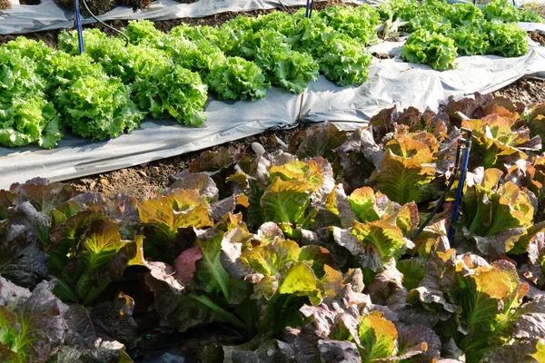 Lettuce plant growing in farm. vegatable plantation  in garden — Stock Photo, Image