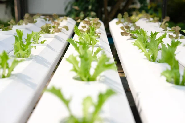 Marul sebze Hydroponic grupta tarımı — Stok fotoğraf