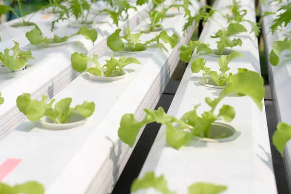 marul sebze Hydroponic grupta tarımı