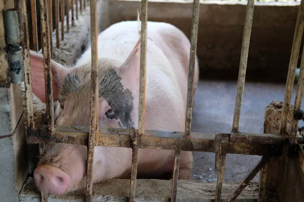 Pig in stable in organic farm. — Stock Photo, Image