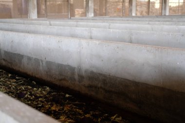 gübre kompost gübre vermikompost üretmek için toprak solucanı