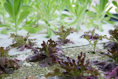 marul sebze Hydroponic grupta tarımı