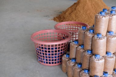 büyüyen için çanta içinde yapay substrat gruptaki mantar