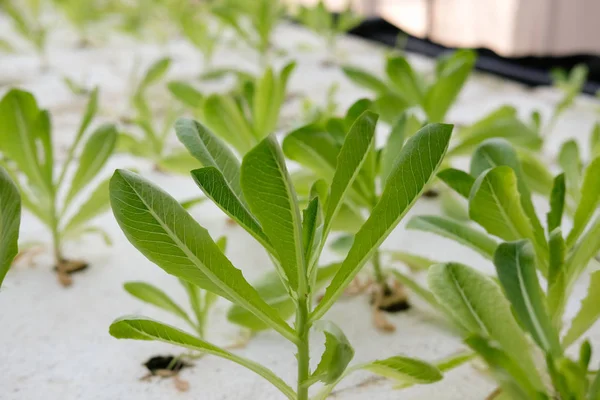 Lettuce vegetable growing in hydroponic farm — Stock Photo, Image