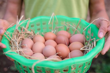 hasır taze çiğ tavuk yumurtası çiftçi el tutma sepeti