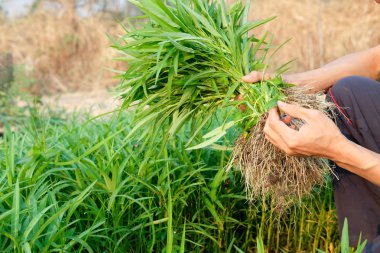 taze sabah zafer sebze tutan çiftçi el