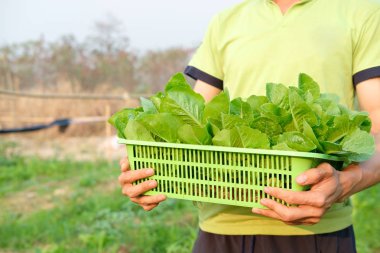 çiftlikten taze cos marul sebze ile el tutma sepeti