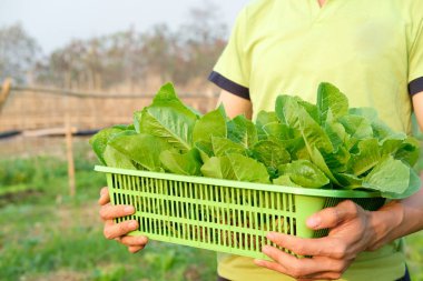 çiftlikten taze cos marul sebze ile el tutma sepeti