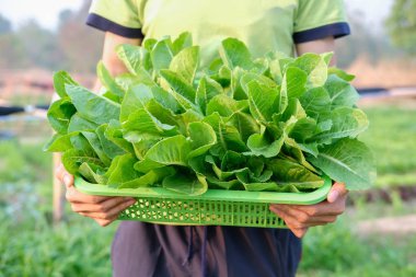 çiftlikten taze cos marul sebze ile el tutma sepeti