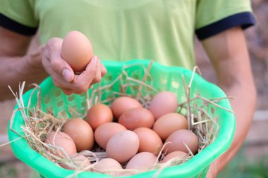 hasır taze çiğ tavuk yumurtası çiftçi el tutma sepeti