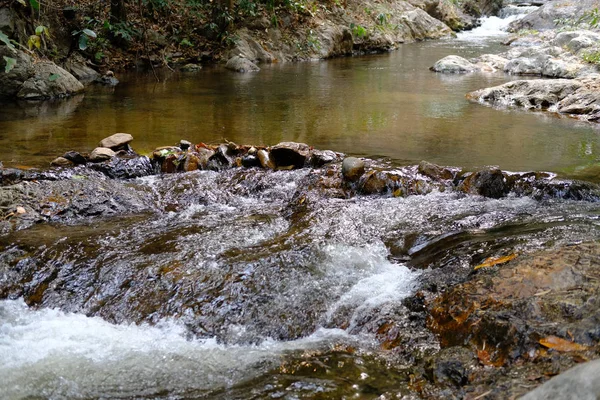 Creek vatten ström vattenfall flyter i skogen — Stockfoto