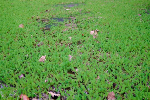 Planta verde creciendo en aguas termales — Foto de Stock