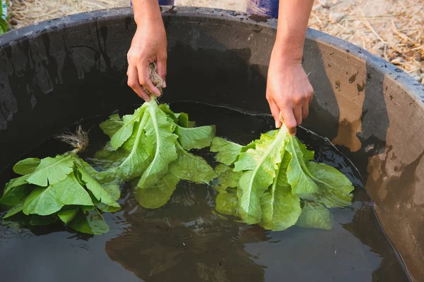 Agricultor lavagem cos salada de alface vegetal — Fotografia de Stock