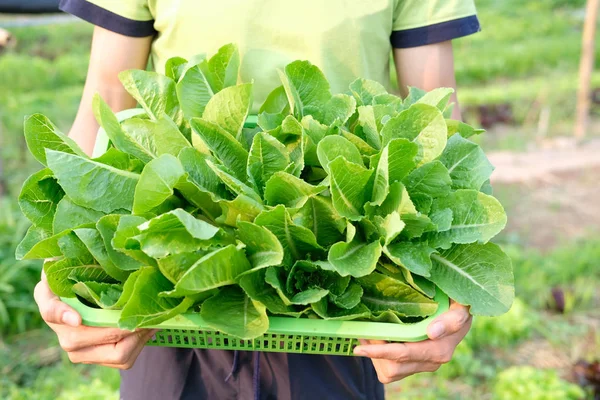 Panier à main avec légumes frais de laitue cos de la ferme — Photo