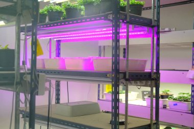 yapay lig ile sıcaklık kontrol sisteminde büyüyen çiçek