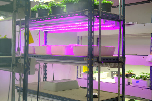 flower growing in temperature control system with artificial lig