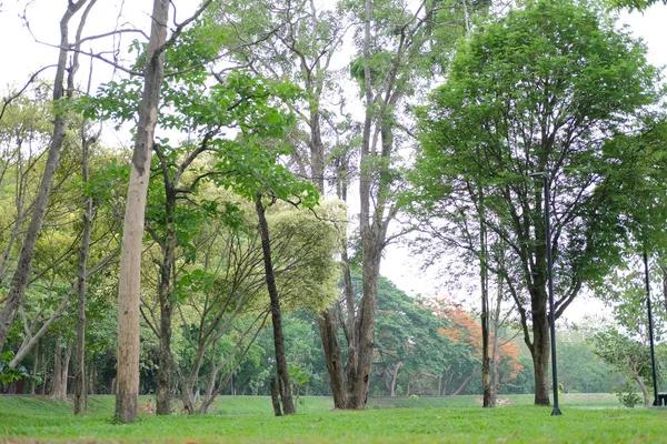 Scena tranquilla di vista sul parco del giardino al mattino — Foto Stock