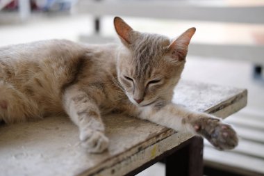 masada istirahat eden kahverengi kedi uyku