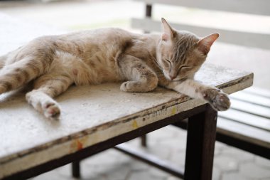 masada istirahat eden kahverengi kedi uyku