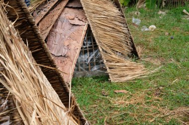 saman grupta büyüyen mantar