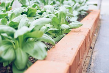 sebze çiftliğinde büyüyen bebek bok choy çin lahanası