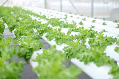 marul sebze Hydroponic grupta tarımı