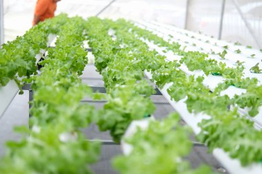 marul sebze Hydroponic grupta tarımı
