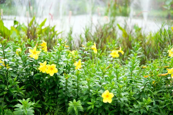 Gele trompetbloem in de tuin. allamanda kathartica — Stockfoto