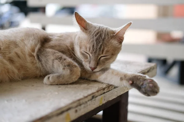 Brun katt sovande vilar på bordet — Stockfoto
