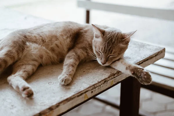 Brun katt sovande vilar på bordet — Stockfoto