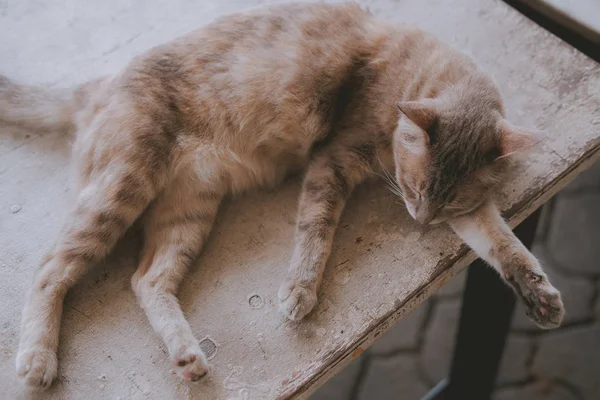 Brun katt sovande vilar på bordet — Stockfoto